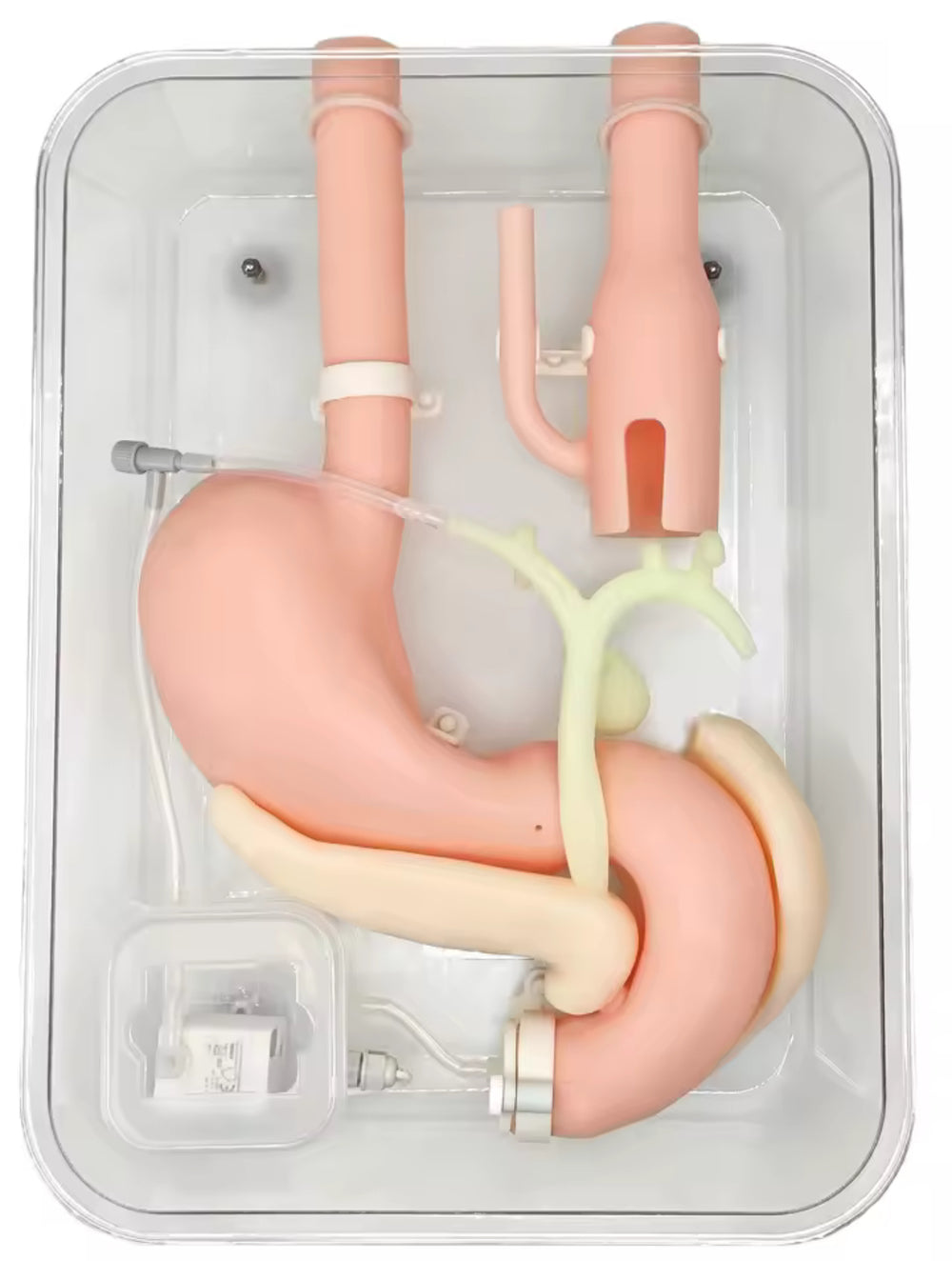 Simulador duodenal endoscopia estomago duodeno gastro
