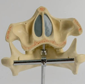 Modelon Dental 3D alta simulacion dientes permanentes