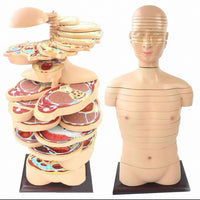 Torso humano seccionado horizontal desmontable masculino o femenino sagital 24 Capas