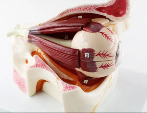 Estructura ocular médica anatomía Orbital Ojo optica