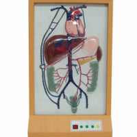 Simulador de Vena Porta y circulacion colateral