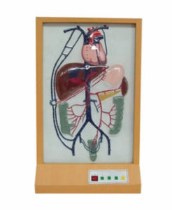 Simulador de Vena Porta y circulacion colateral