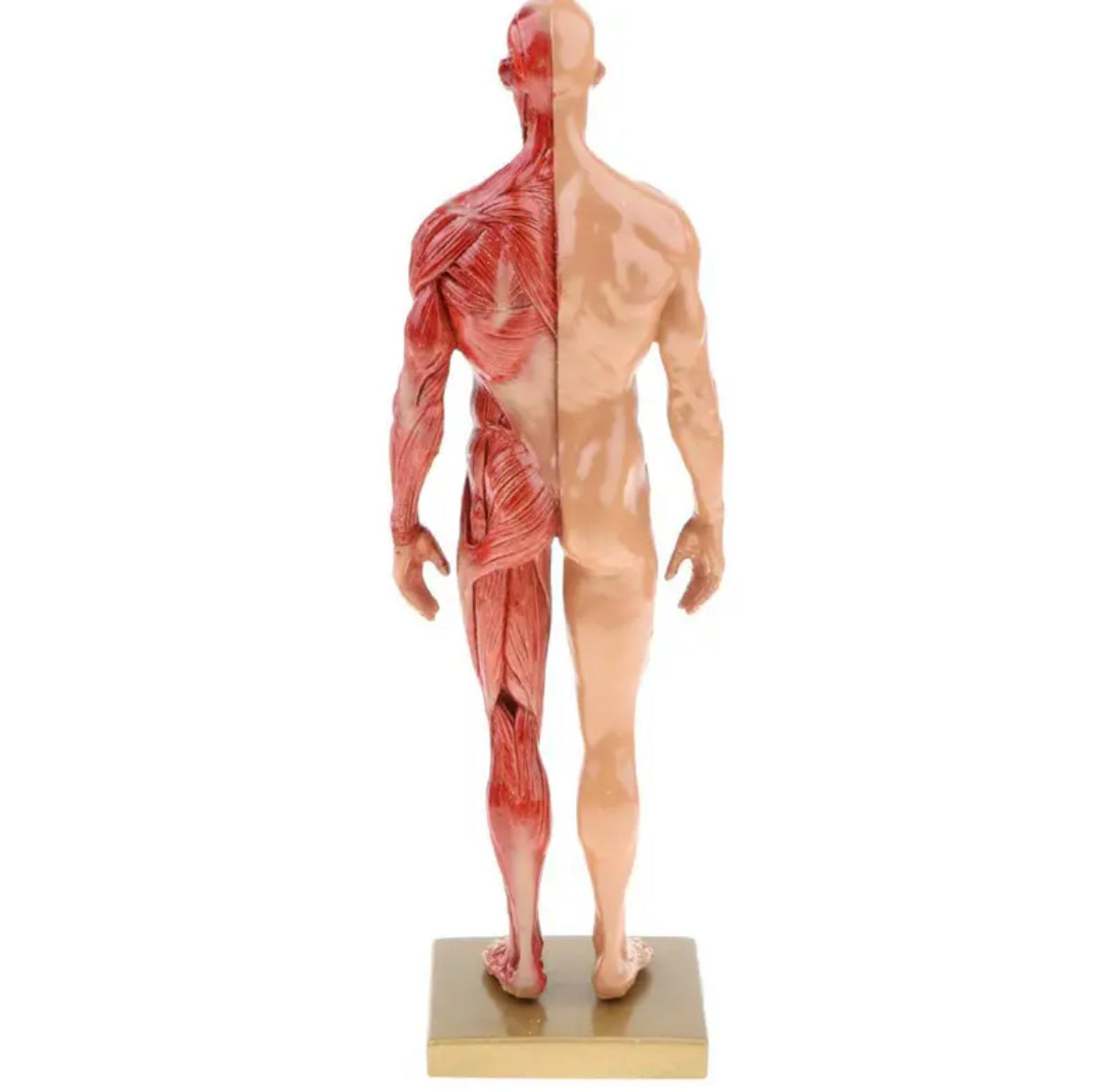 Modelo anatomico de cuerpo humano 30cm - muscular