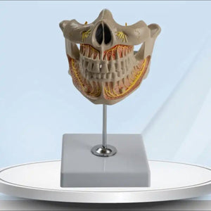 Modelon Dental 3D alta simulacion dientes permanentes