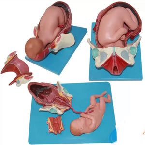 Modelo Anatomico de posiciones bebe