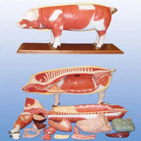 Modelo de Cerdo para MVZ Desmontable puerco
