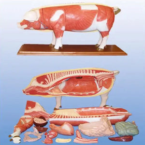 Modelo de Cerdo para MVZ Desmontable puerco