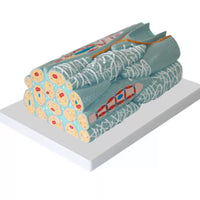 Modelo microscópico de tejido miocárdico