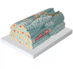 Modelo microscópico de tejido miocárdico