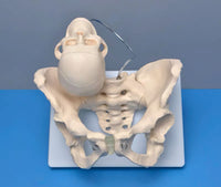 Modelo pelvis con craneo fetal
