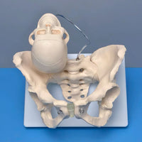 Modelo pelvis con craneo fetal