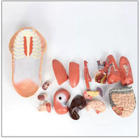 Modelo anatomico de Torso femenino 45cm (desmontable en 16 pzas) -  modelos anatómicos
