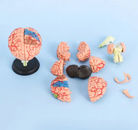 4D Modelo de cerebro
