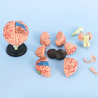 4D Modelo de cerebro