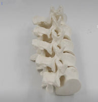 Modelo de anatomía 1:1 vértebra Lumbar cervical de 5 segmentos
