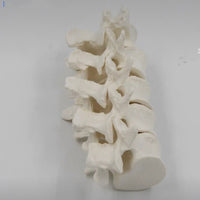 Modelo de anatomía 1:1 vértebra Lumbar cervical de 5 segmentos