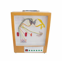 Simulador eléctrico del modelo del nervio espinal
