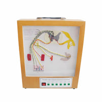 Simulador eléctrico del modelo del nervio espinal