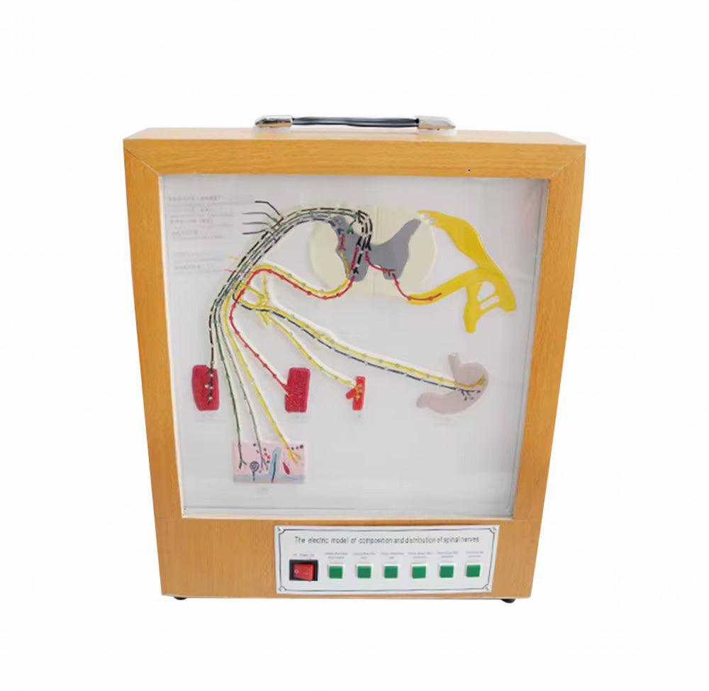 Simulador eléctrico del modelo del nervio espinal