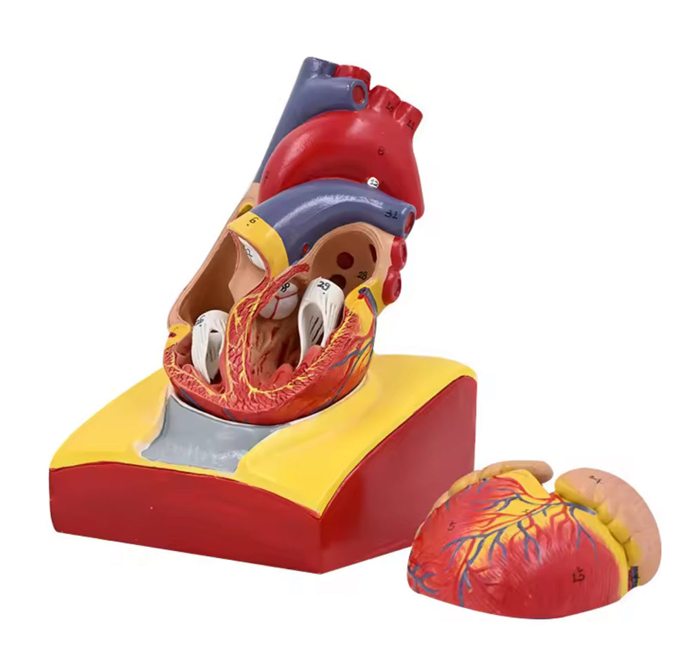 Modelo de corazón humano desmontable - tamaño real