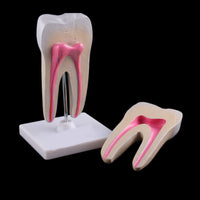 Estructura de molar humana saludable