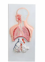 Sistema Respiratorio con Aveolo maximizado
