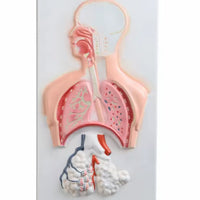 Sistema Respiratorio con Aveolo maximizado