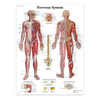 Póster anatomía Humana para consultorios PII
