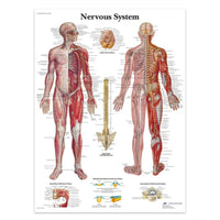 Póster anatomía Humana para consultorios PII