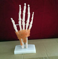 Modelo anatomico de mano con ligamentos (muneca)
