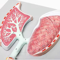Sistema Respiratorio Pulmones con Aveolos