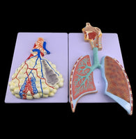 Kit de 2 Modelos Anatómico Del Sistema Respiratorio Humano pulmones
