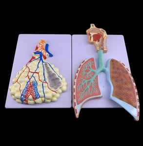 Kit de 2 Modelos Anatómico Del Sistema Respiratorio Humano pulmones