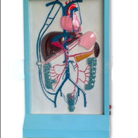 Simulador de Vena Porta y circulacion colateral