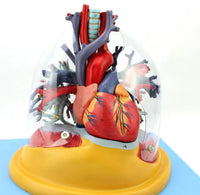 Modelo de Pulmon con corazon diafragma y arbol bronquial
