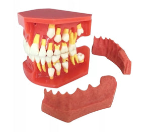 Modelo Dental - Tipodonto acrílico diferentes tipos practicas dentales