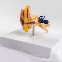 Modelo de oído en su base
