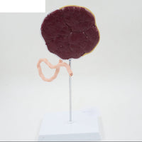 Modelo de placenta humana
