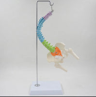 Modelo Anatómico De Columna Vertebral flexible colgante Con Pelvis - 45cms
