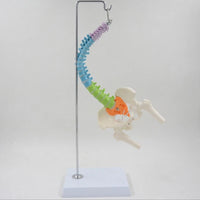 Modelo Anatómico De Columna Vertebral flexible colgante Con Pelvis - 45cms