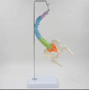 Modelo Anatómico De Columna Vertebral flexible colgante Con Pelvis - 45cms