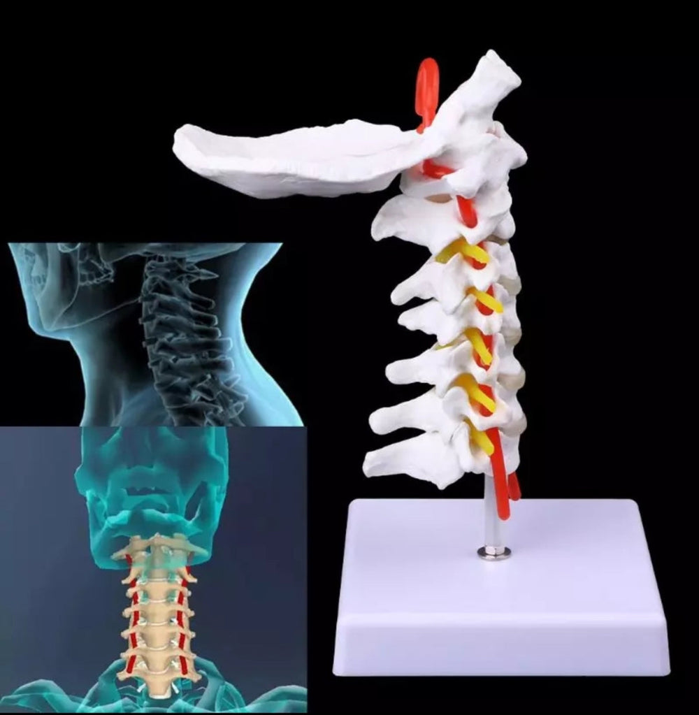 Modelo de columna Cervical con la arteria del cuello - modelos anatómicos