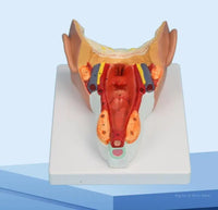 Modelo Faringeo muestra faringe y garganta cabeza
