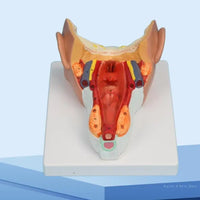 Modelo Faringeo muestra faringe y garganta cabeza