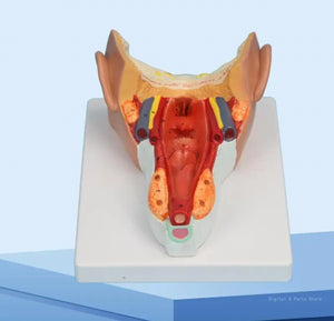 Modelo Faringeo muestra faringe y garganta cabeza