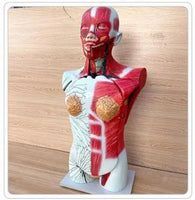 Torso anatomico del sistema linfatico de todo el cuerpo ganglios linfáticos
