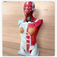 Torso anatomico del sistema linfatico de todo el cuerpo ganglios linfáticos