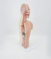 Modelo anatomico de seccion transversal torso nasogástrico 3D detallado
