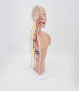 Modelo anatomico de seccion transversal torso nasogástrico 3D detallado