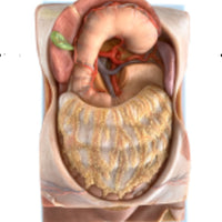 Modelo arteria mesentérica | retroperitoneo | tronco Celiaco - Ultra Realista Alta Simulación